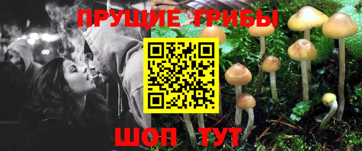 Псилоцибиновые грибы Cubensis Волгоград